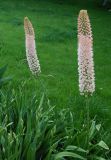 Eremurus robustus