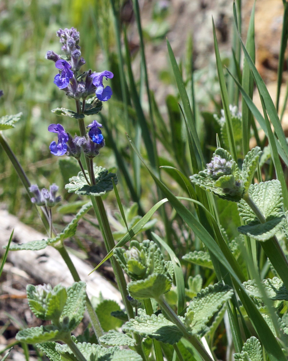 Image of Nepeta mussinii specimen.