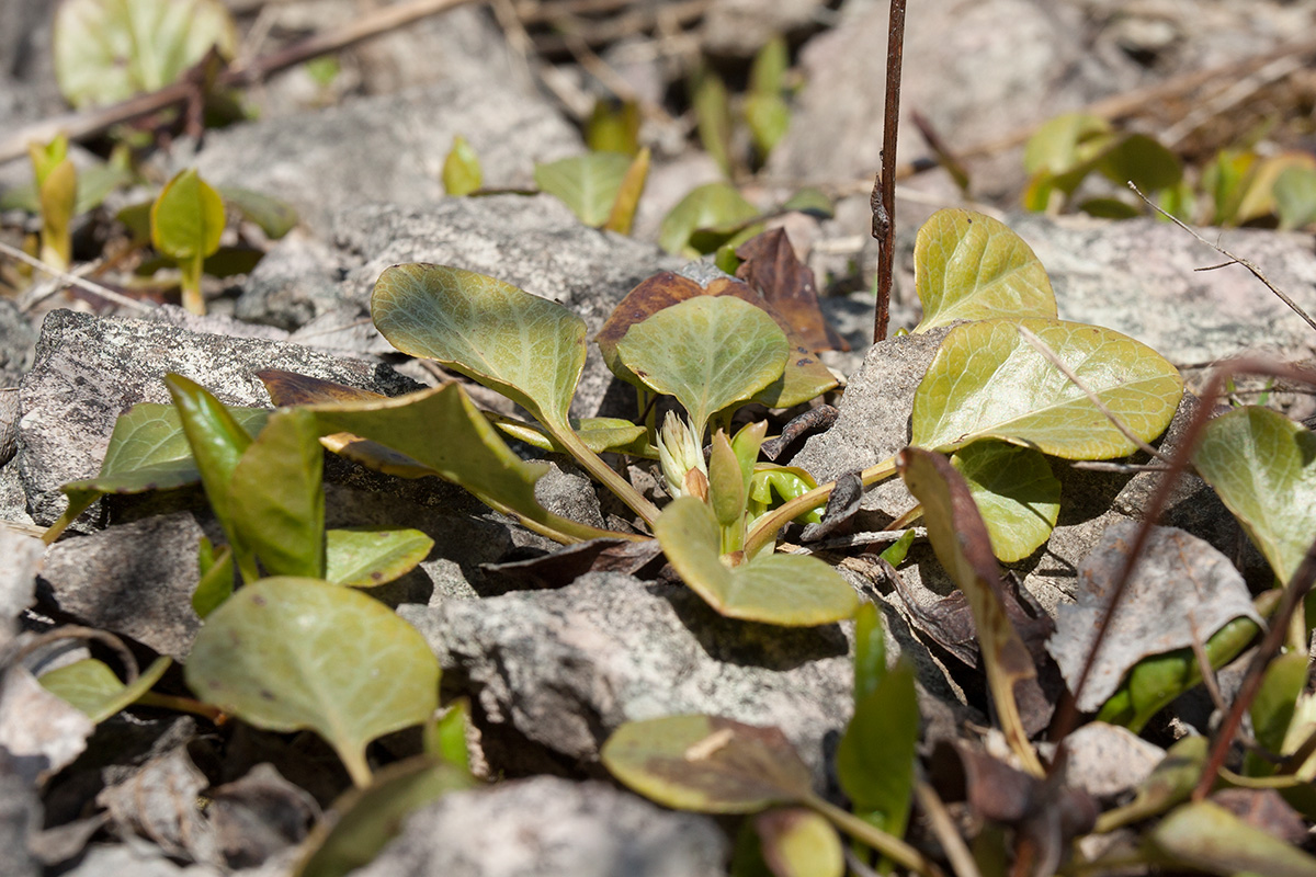 Image of Pyrola rotundifolia specimen.