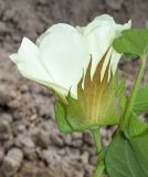 Gossypium hirsutum