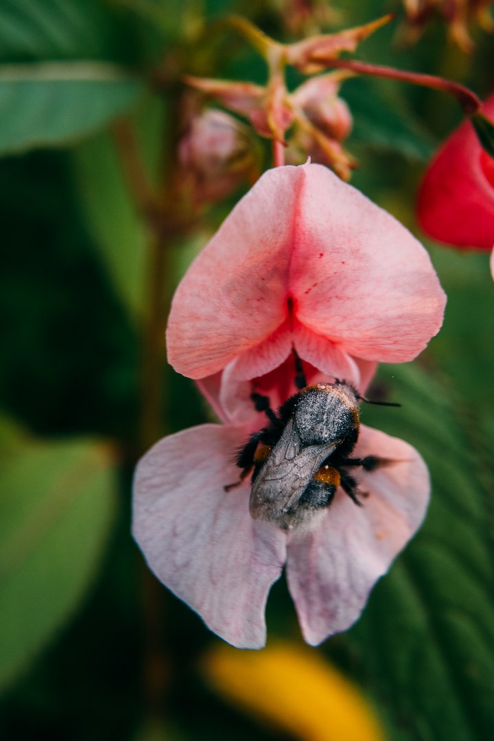 Image of Impatiens glandulifera specimen.