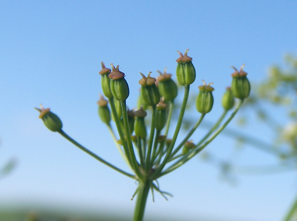 Image of Eleutherospermum cicutarium specimen.