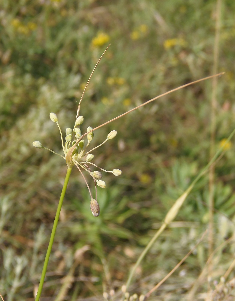 Изображение особи Allium paczoskianum.