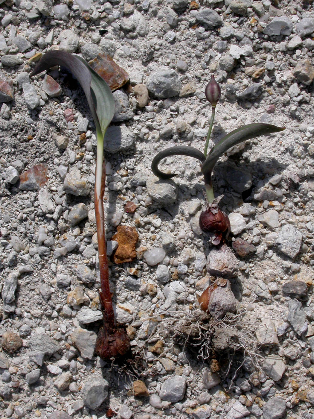 Image of Tulipa jacquesii specimen.