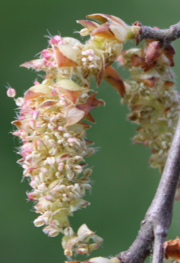 Image of Carpinus orientalis specimen.