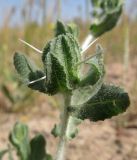 Centaurea belangeriana. Верхушка побега с формирующимся соцветием. Таджикистан, Хатлонская обл., Джиликульский р-н, заповедник \"Тигровая балка\". 23.04.2017.