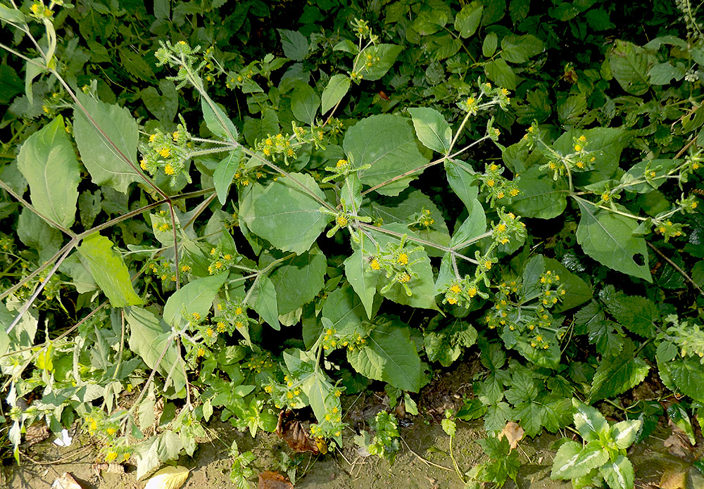 Image of Sigesbeckia orientalis specimen.