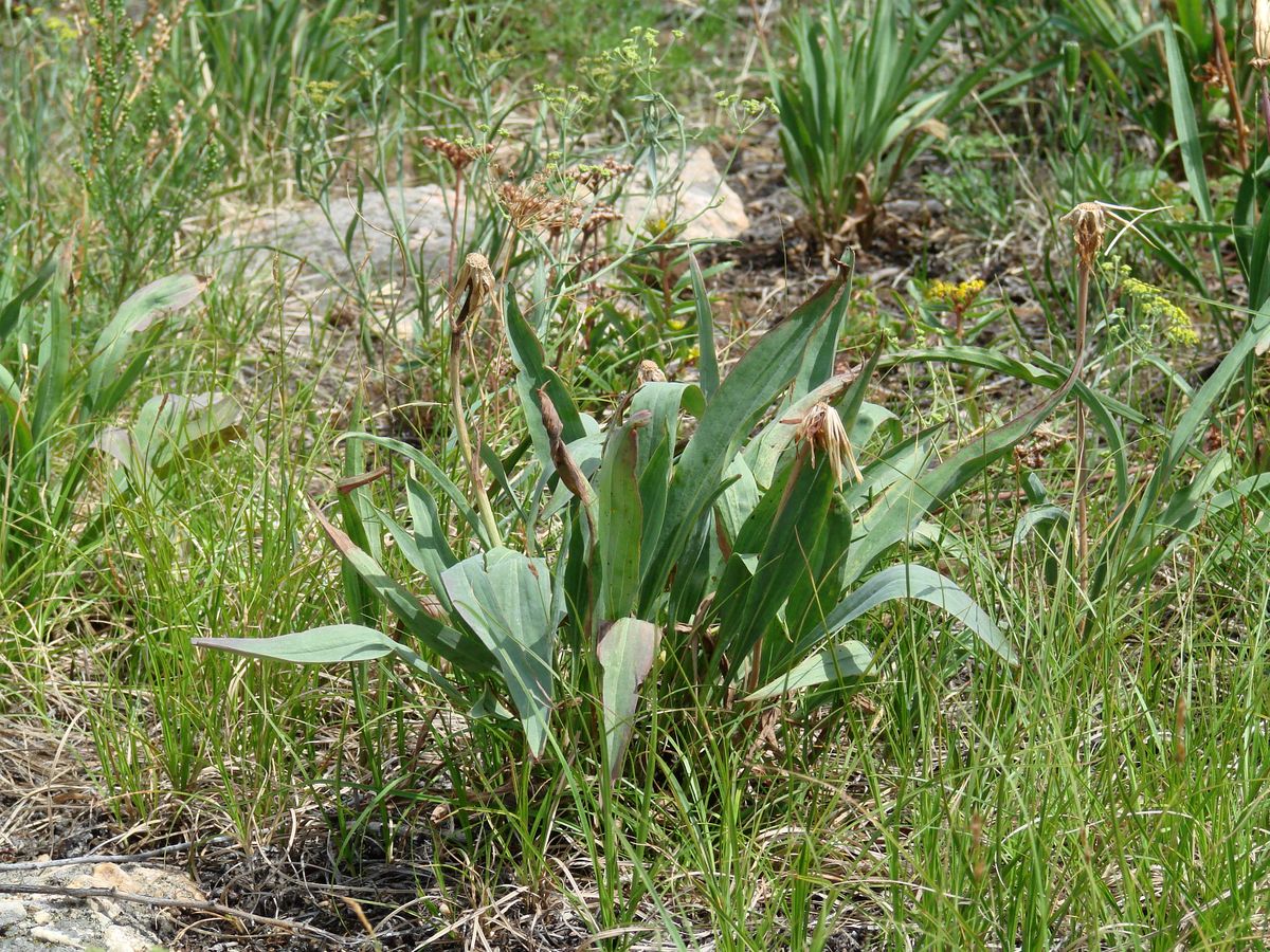 Изображение особи Scorzonera glabra.