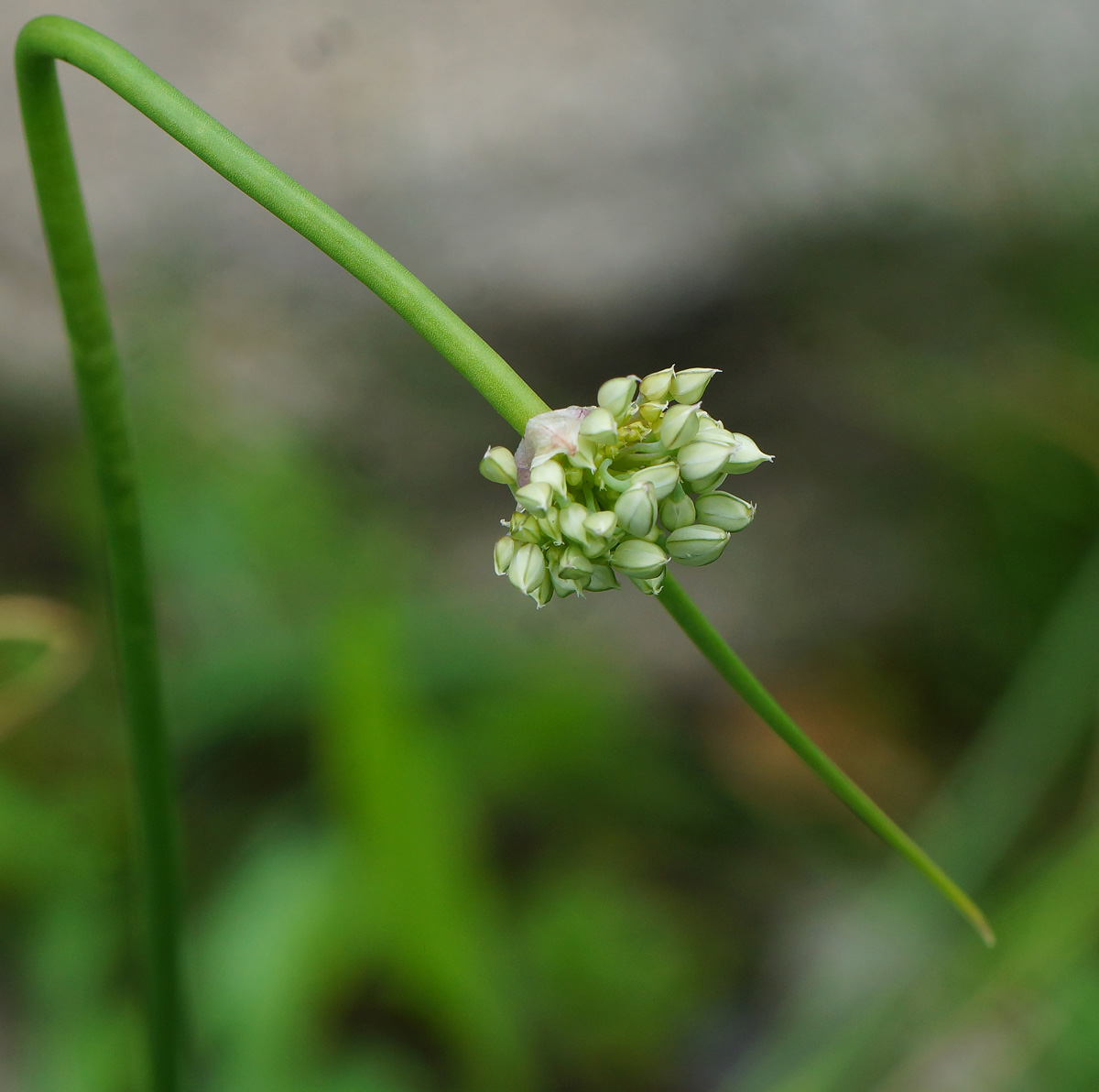 Image of Allium montanostepposum specimen.