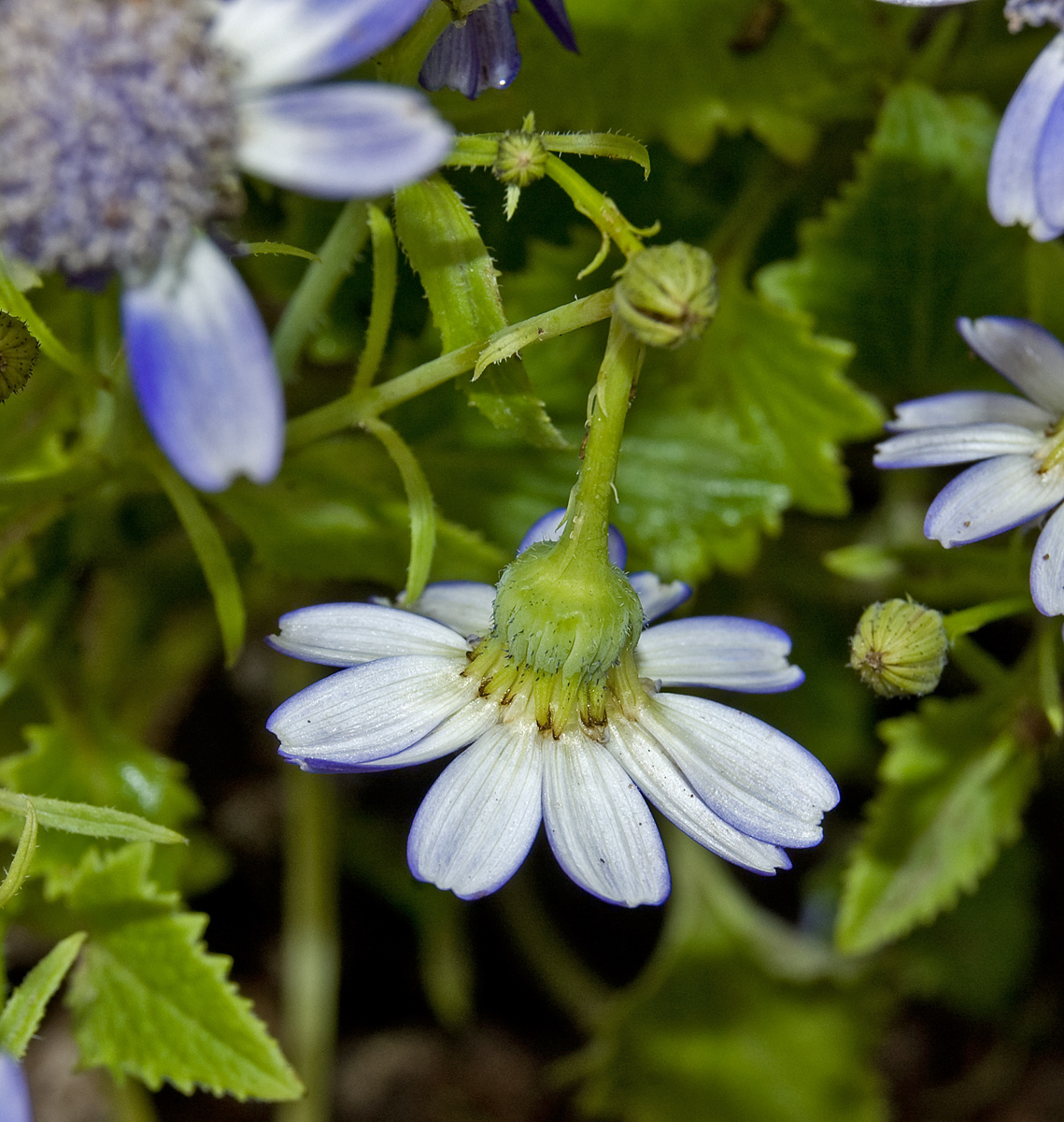 Изображение особи Pericallis hybrida.