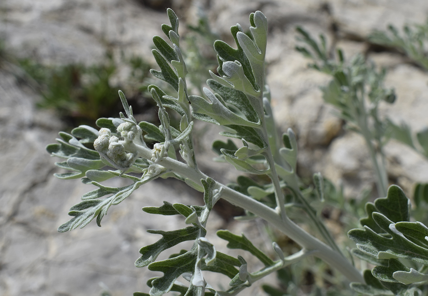 Image of Senecio cineraria specimen.