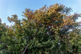 Styrax officinalis. Крона плодоносящего дерева. Израиль, Голанские высоты, лес Одем. 05.07.2018.