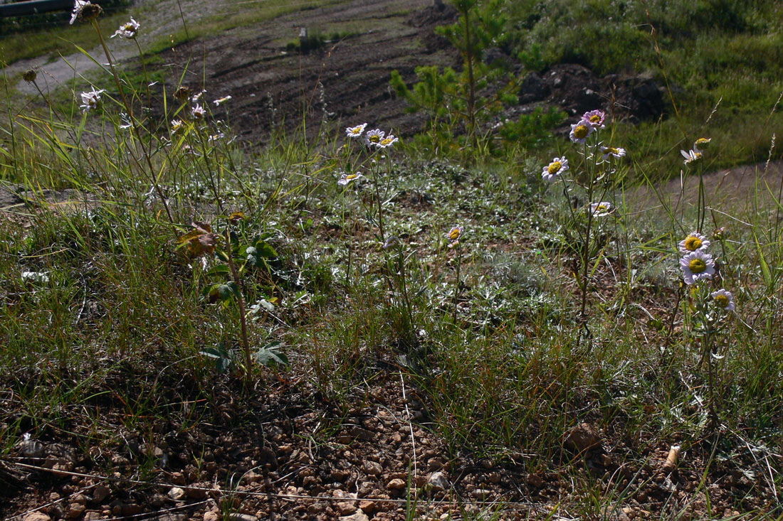 Image of Chrysanthemum zawadskii specimen.