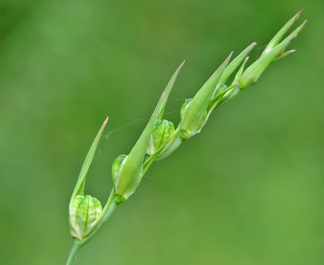 Image of Gladiolus tenuis specimen.