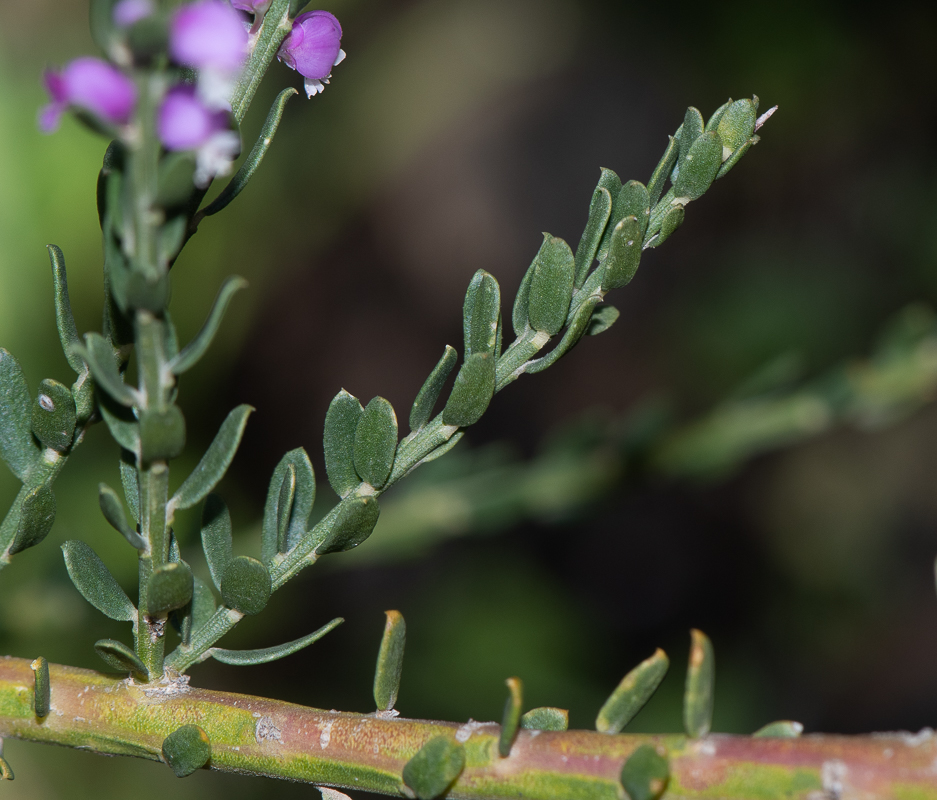 Image of Muraltia spinosa specimen.