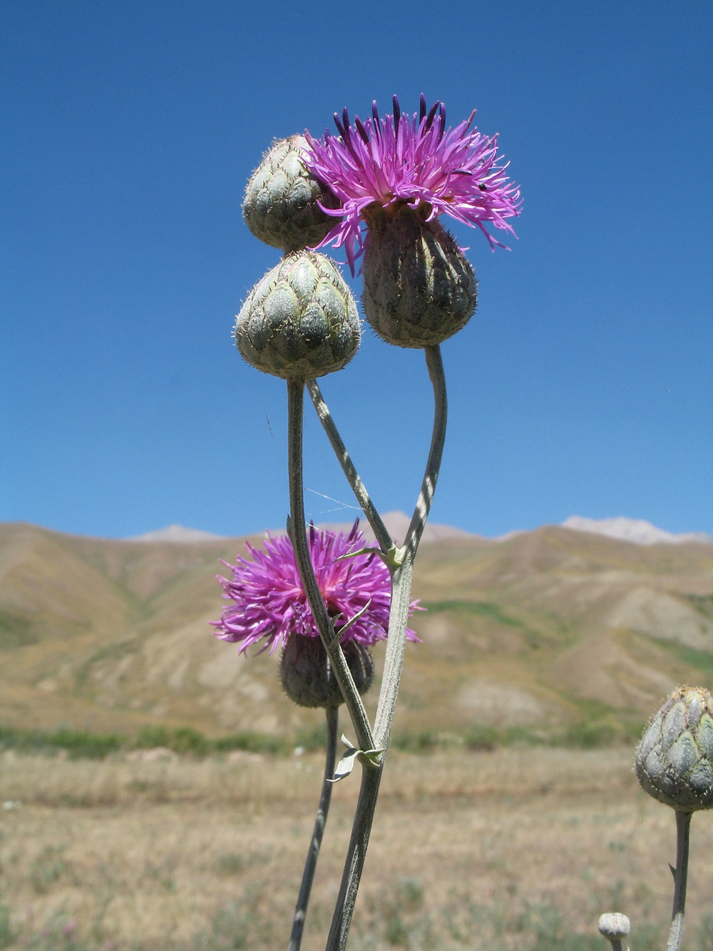 Image of Centaurea adpressa specimen.