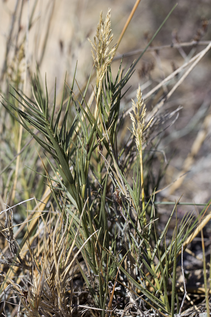 Image of Sporobolus pungens specimen.