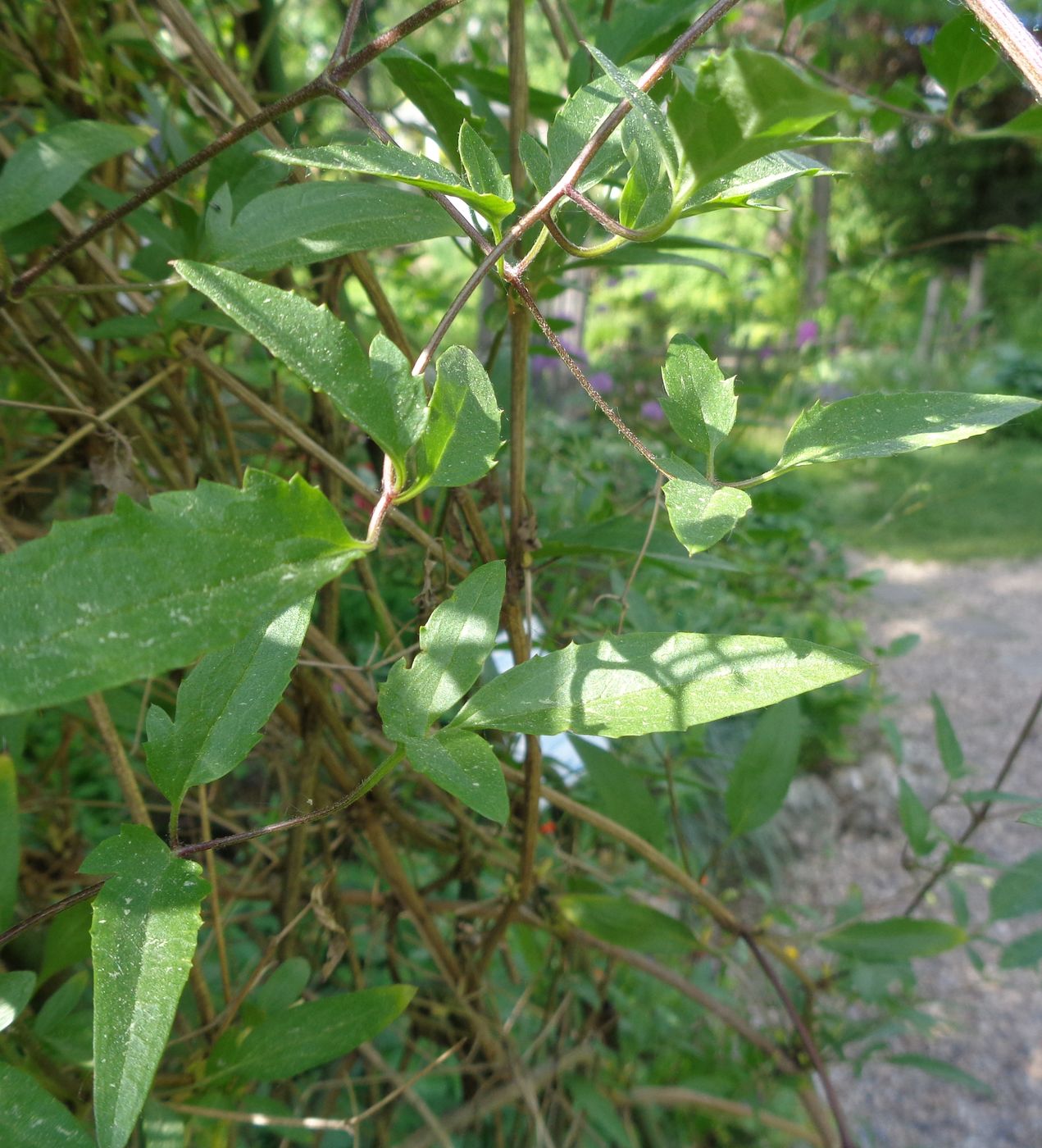 Изображение особи Clematis tangutica.