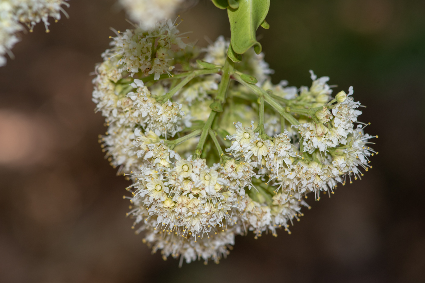 Image of Galpinia transvaalica specimen.