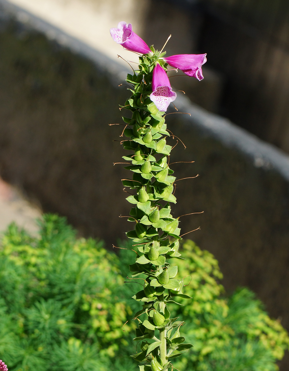 Image of Digitalis purpurea specimen.