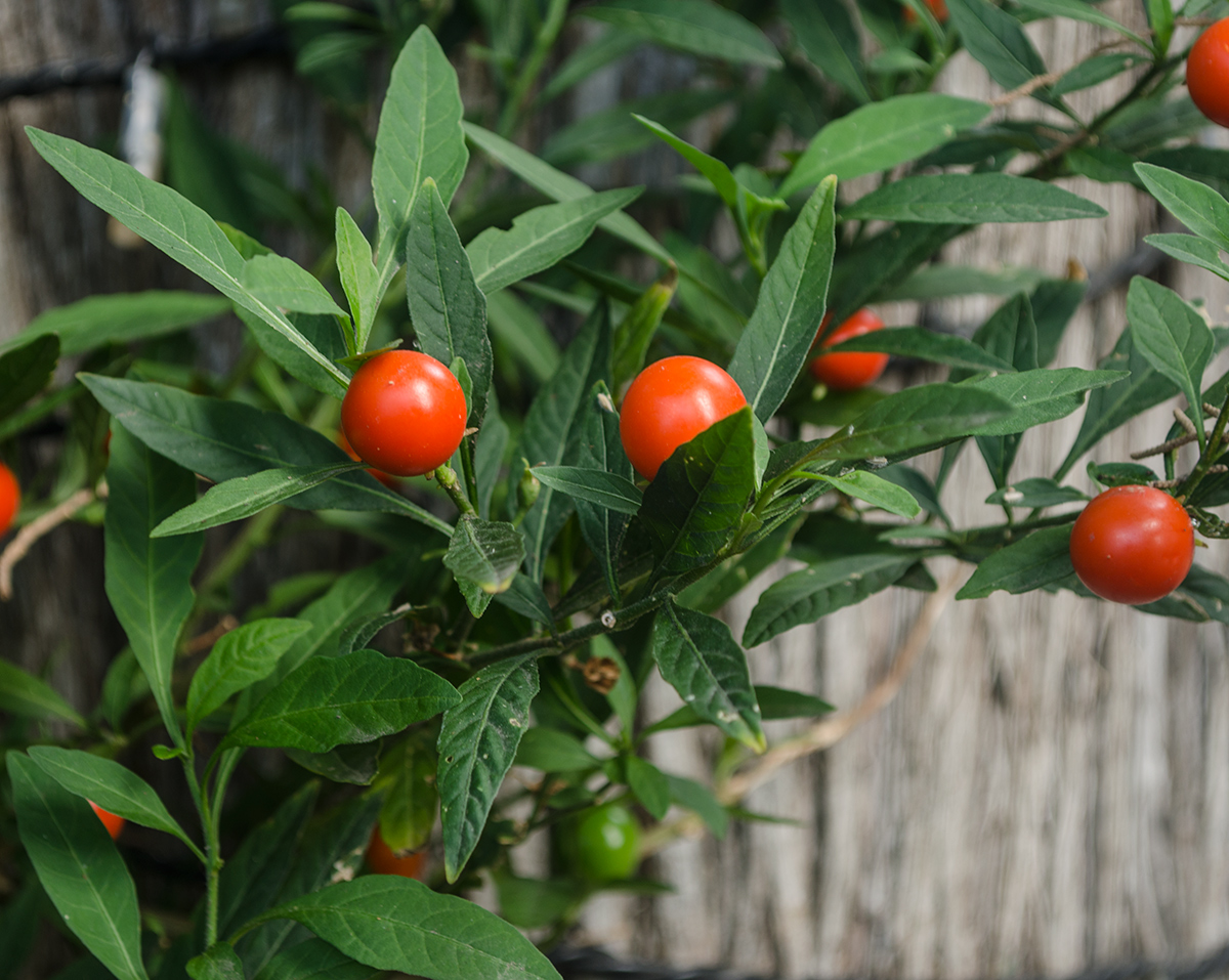 Изображение особи Solanum pseudocapsicum.