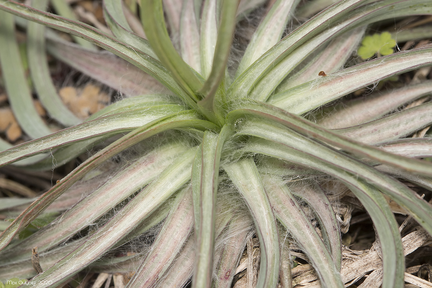 Image of genus Scorzonera specimen.