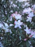 Rhododendron pubescens. Верхушки побегов с соцветиями. Великобритания, Шотландия, Эдинбург, Royal Botanic Garden Edinburgh, в культуре. 4 апреля 2008 г.