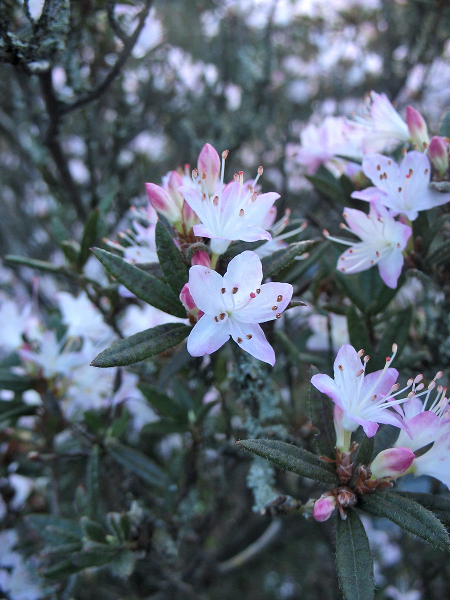 Image of Rhododendron pubescens specimen.