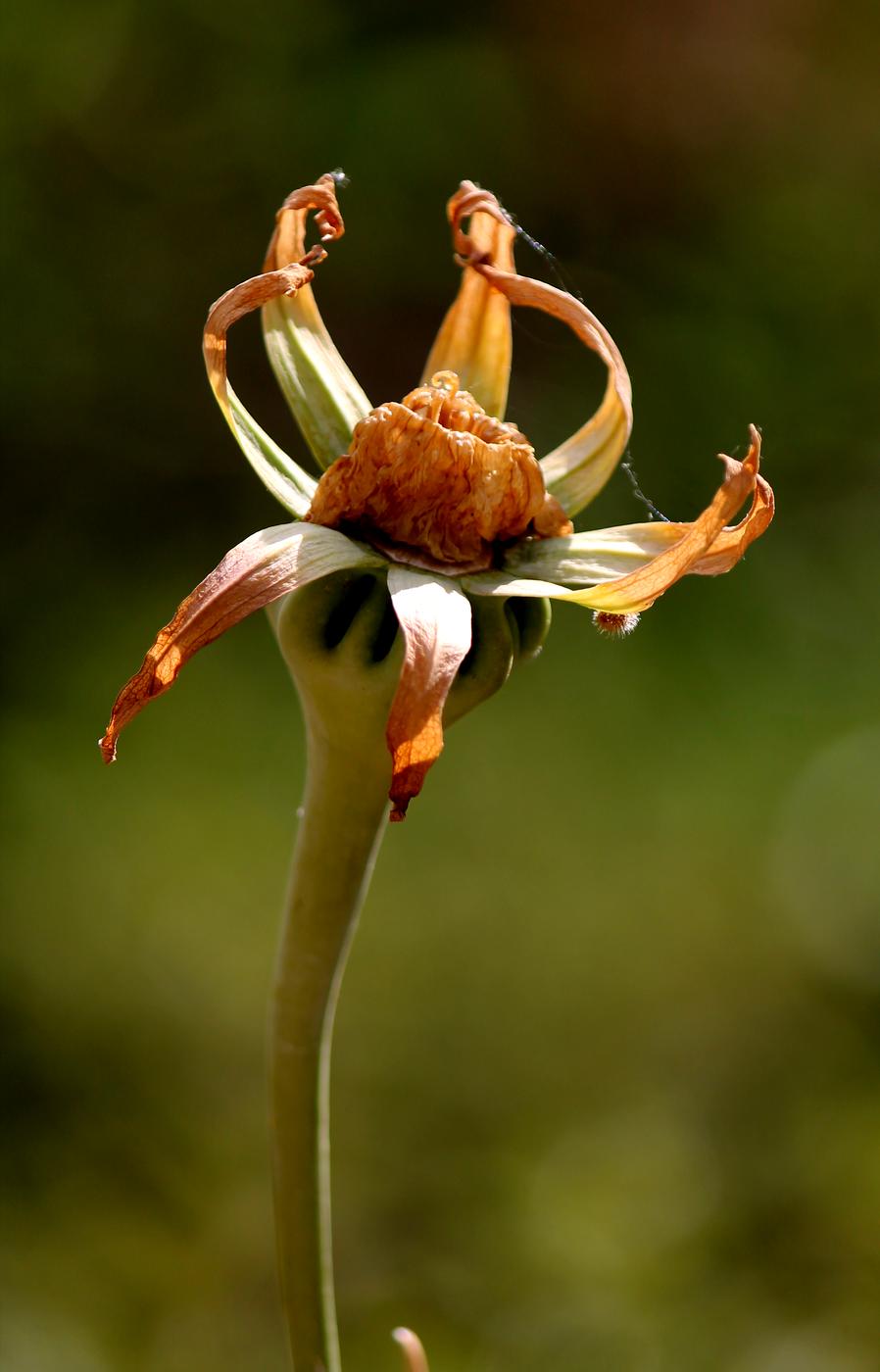 Image of Ostrowskia magnifica specimen.