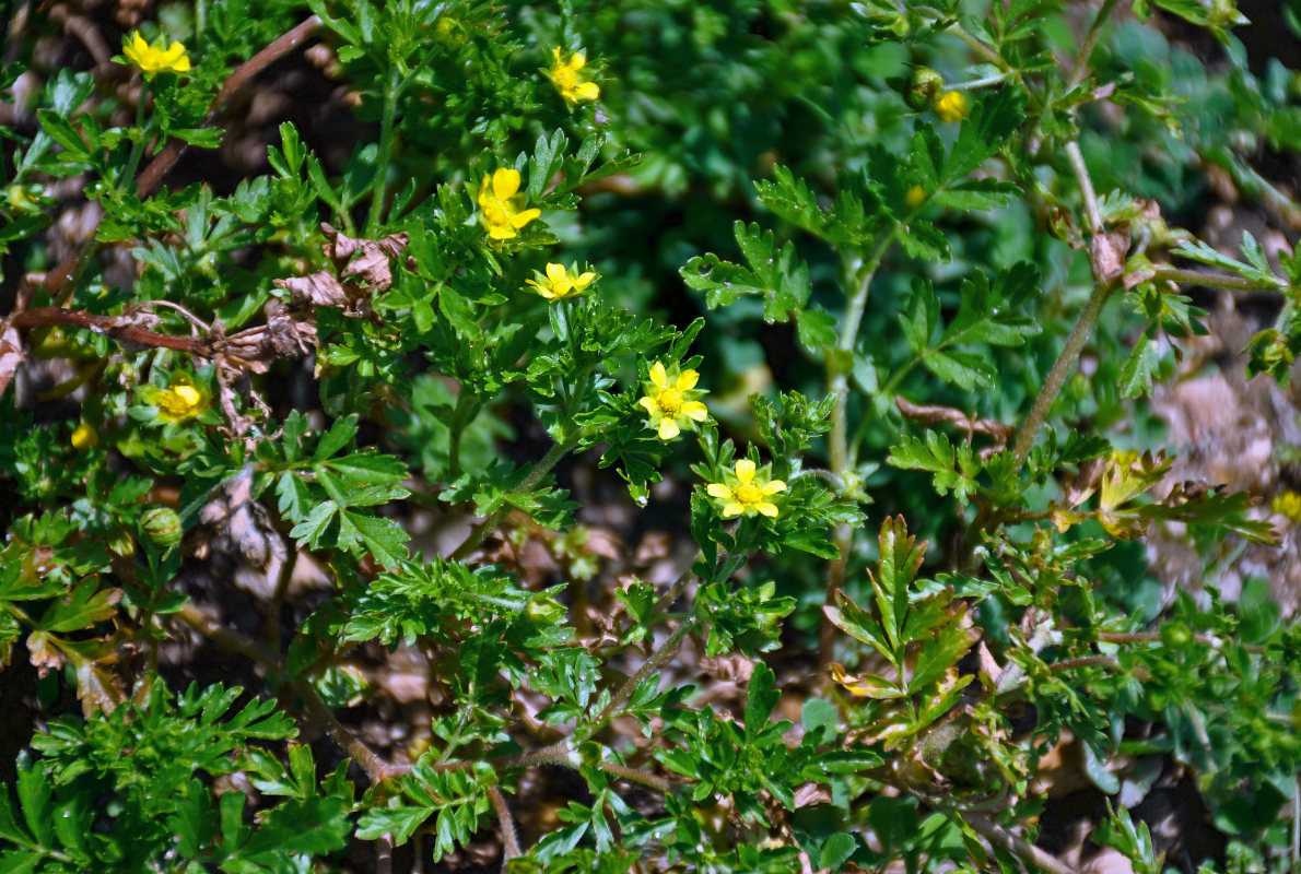 Изображение особи Potentilla supina.