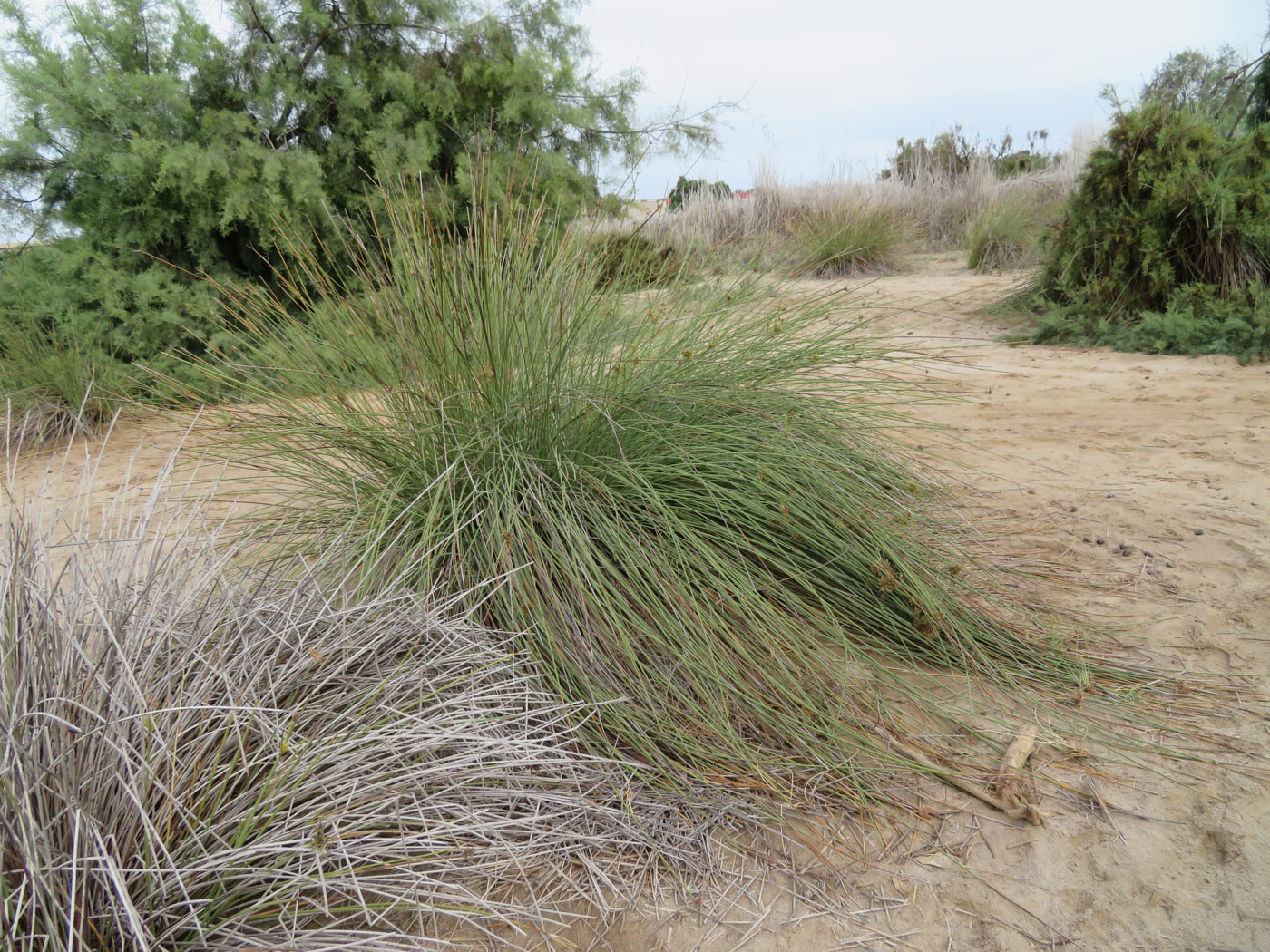 Image of Cyperus marginatus specimen.