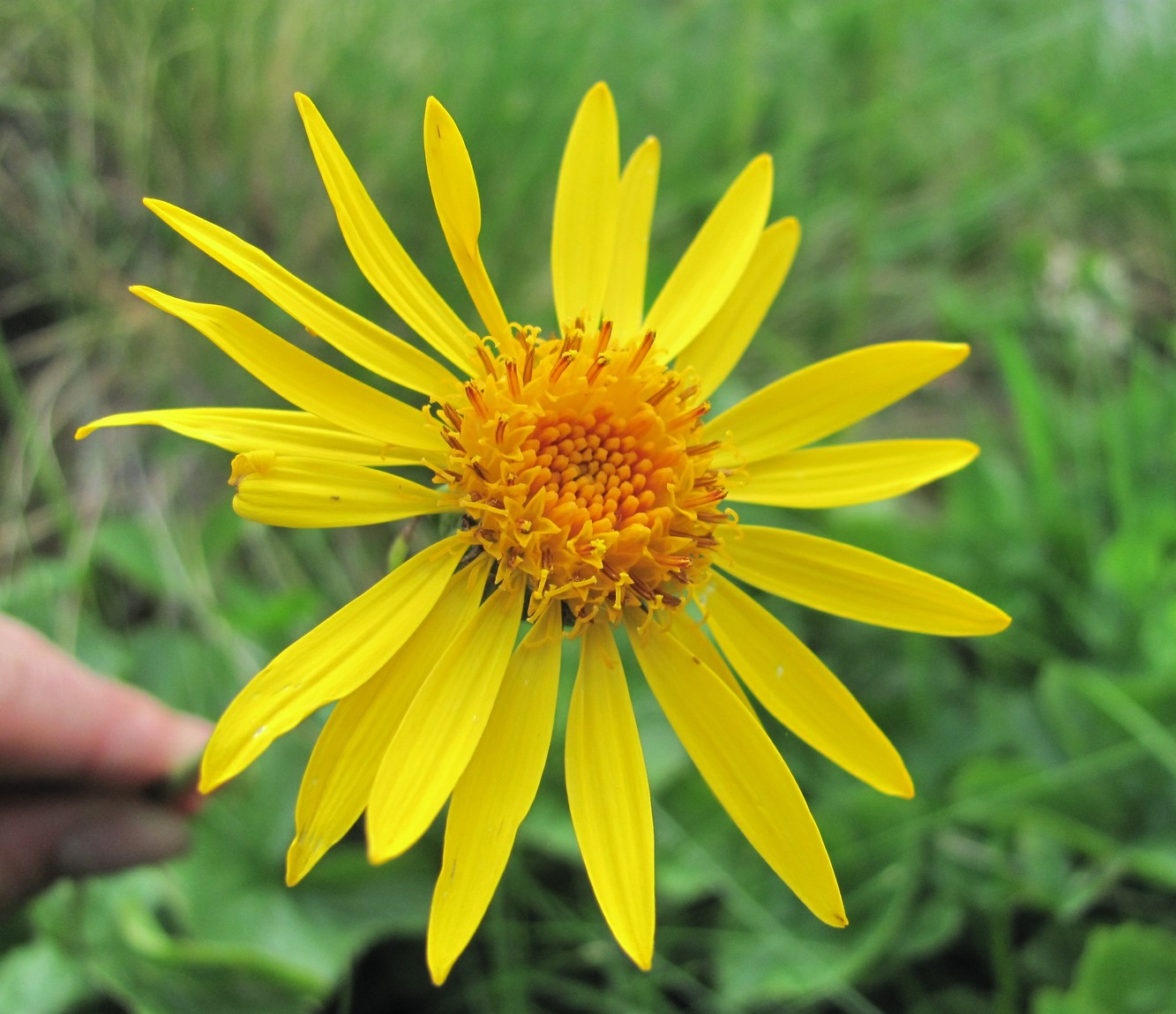 Изображение особи Dolichorrhiza caucasica.