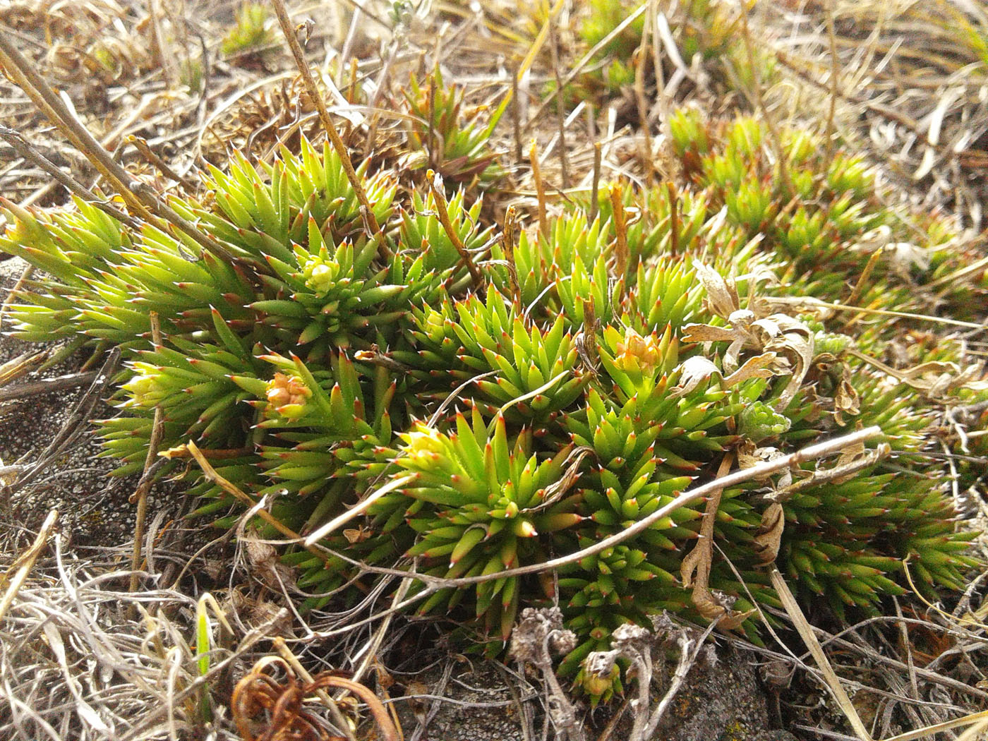 Image of Saxifraga spinulosa specimen.