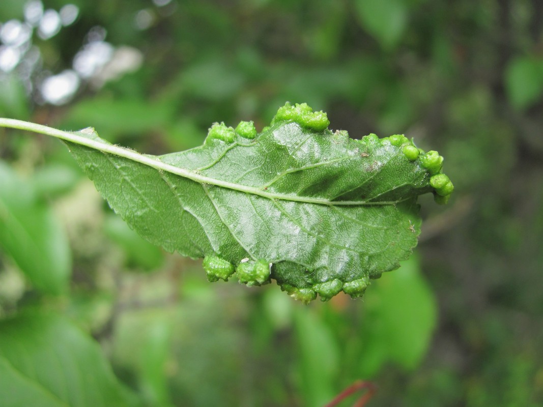 Image of Prunus cerasifera specimen.