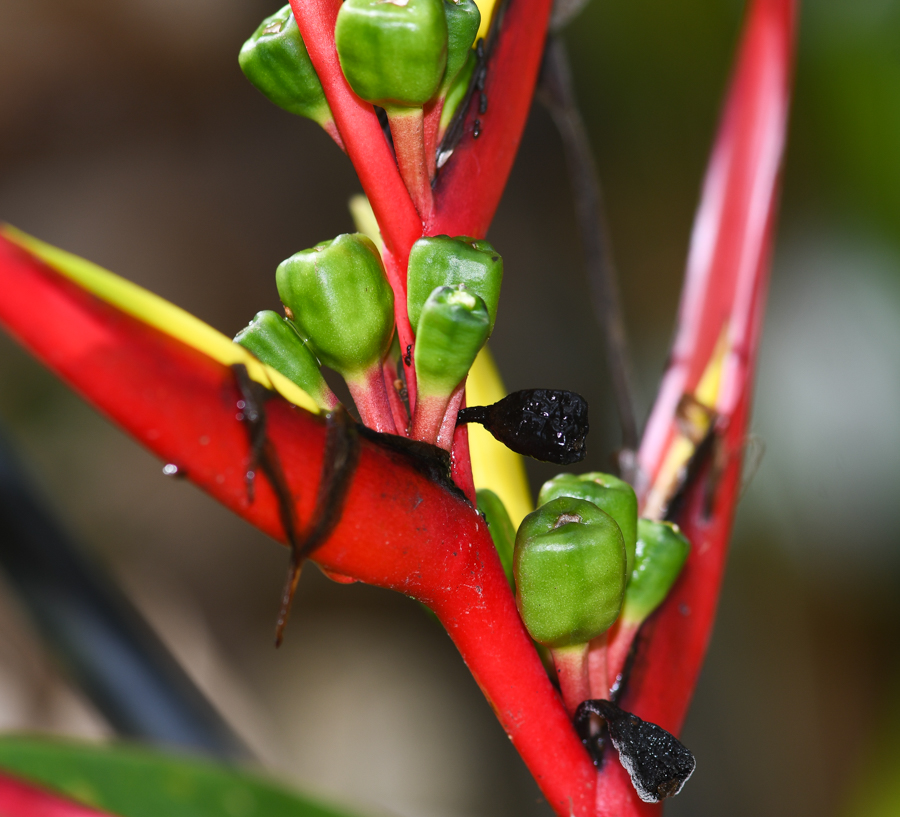 Image of Heliconia subulata specimen.