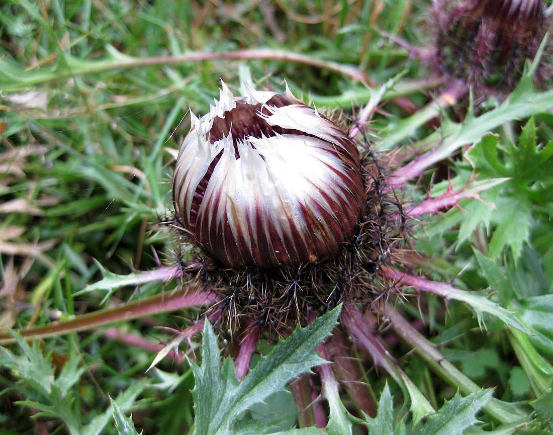 Изображение особи Carlina acaulis.