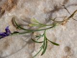 Delphinium peregrinum. Нижняя часть цветущего растения, извлечённого из почвы. Греция, Эгейское море, о. Сирос, окр. пос. Вари (Βάρη), вост. берег зал. Вари, незастроенный каменистый холм. 19.04.2021.