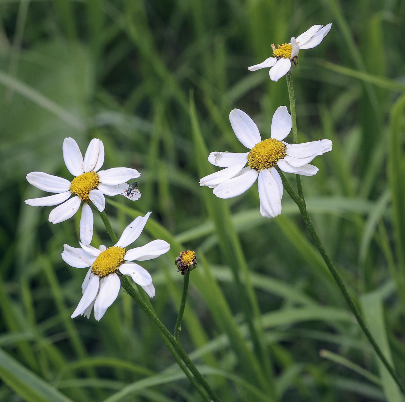 Image of Pyrethrum corymbosum specimen.