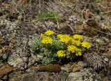 Alyssum lenense