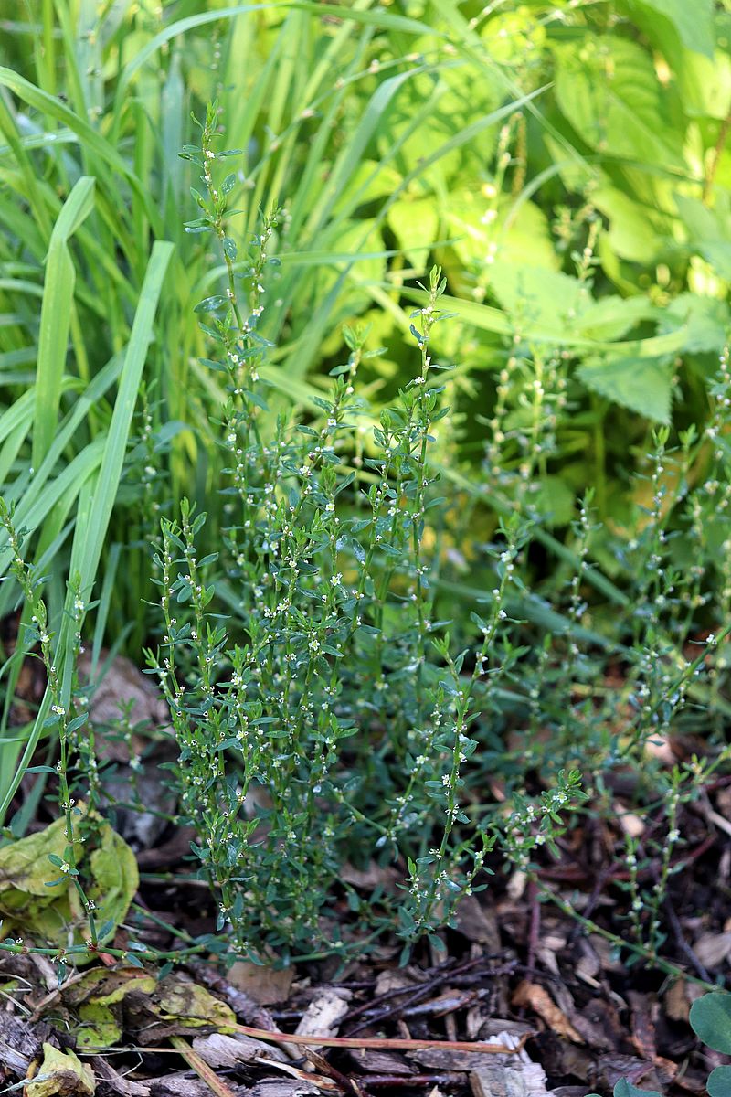 Image of genus Polygonum specimen.