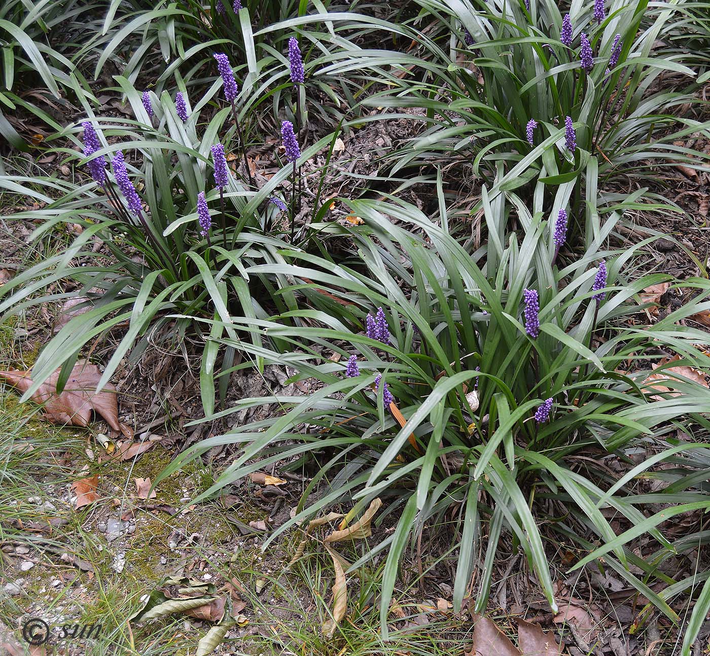 Изображение особи Liriope muscari.