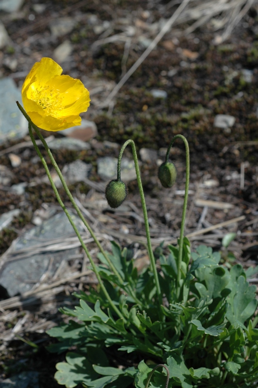 Image of Papaver pseudocanescens specimen.