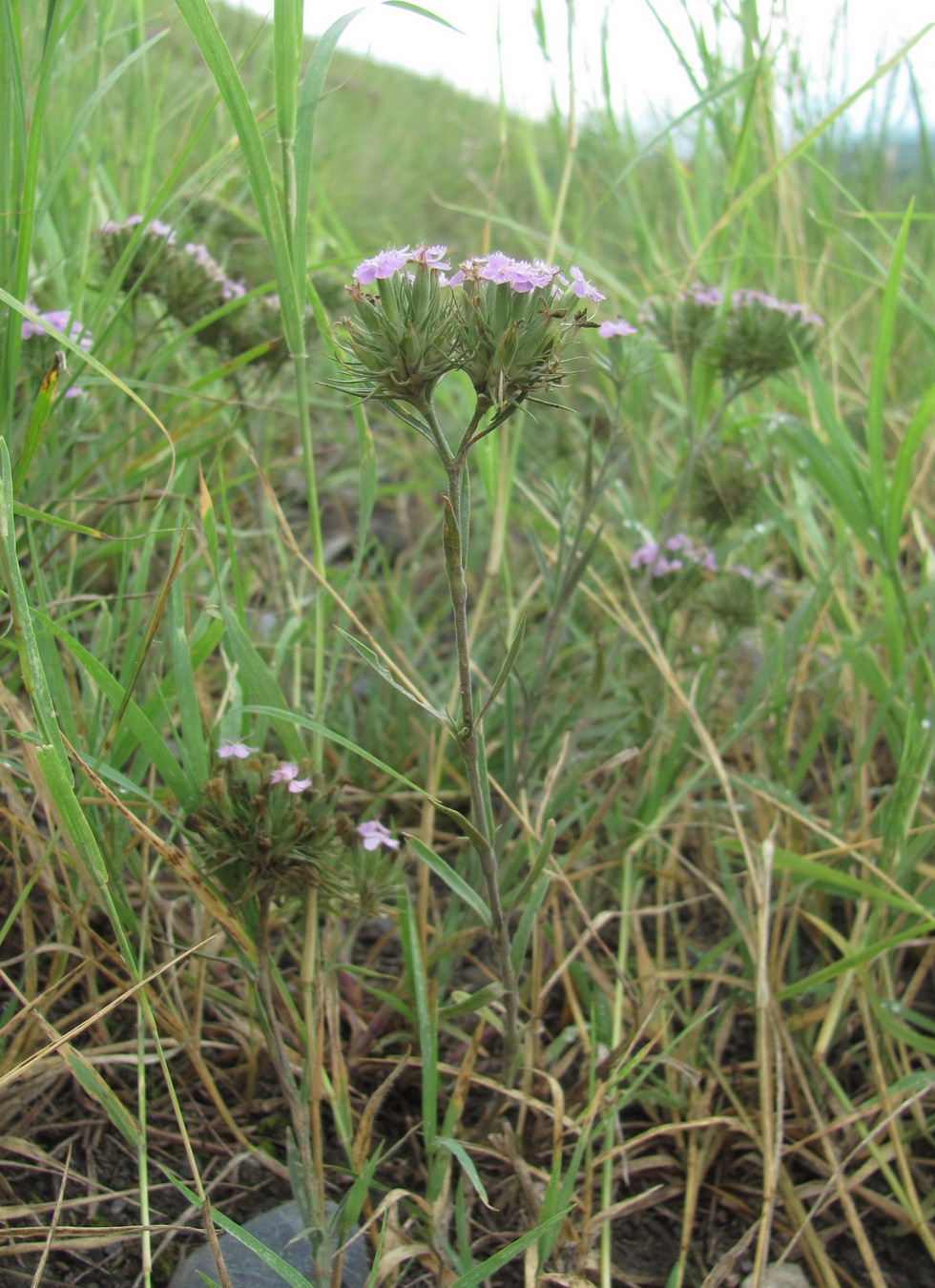 Image of Dianthus pseudarmeria specimen.