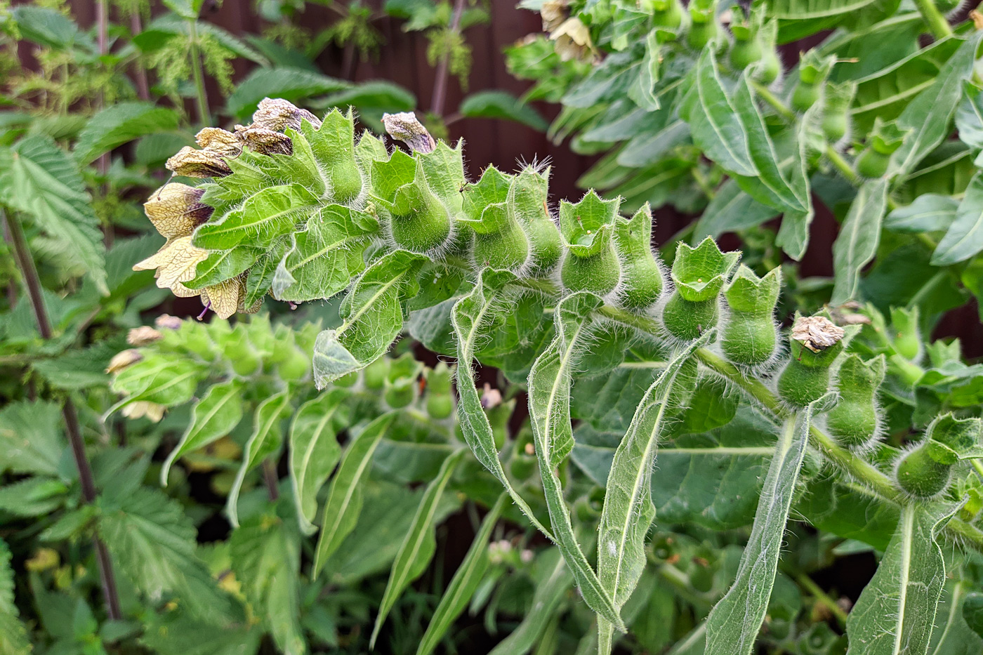 Изображение особи Hyoscyamus niger.