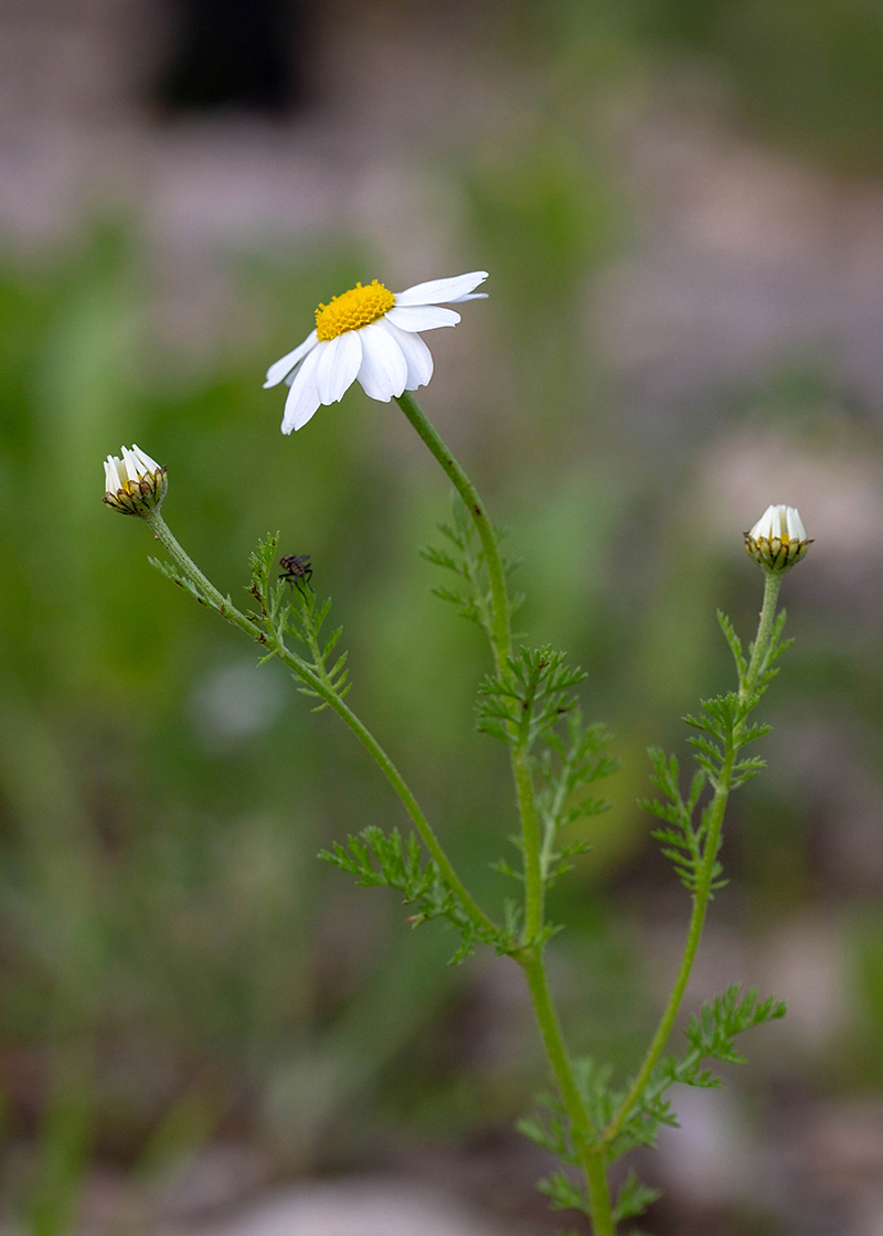 Image of Anthemis pseudocotula specimen.