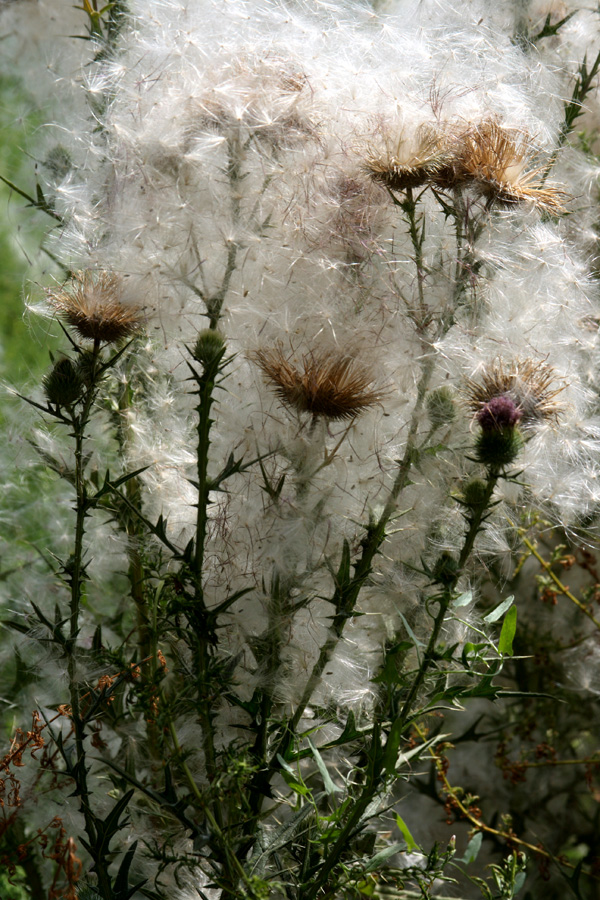 Image of Cirsium vulgare specimen.