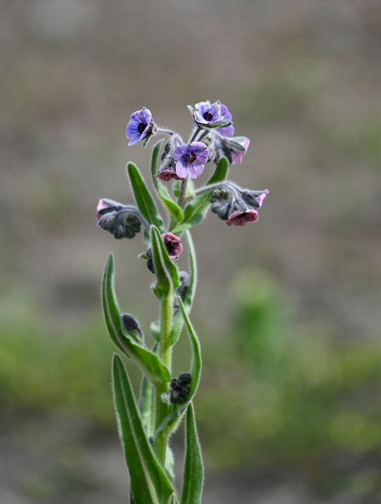 Image of Cynoglossum creticum specimen.