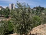 Euclea pseudebenus. Вегетирующее растение. Израиль, Иудейские горы, г. Иерусалим, ботанический сад университета. 16.05.2022.