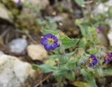 Nonea versicolor