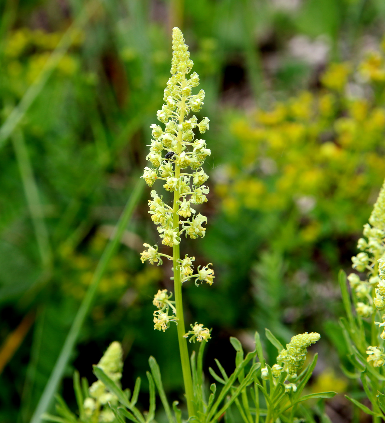 Изображение особи Reseda lutea.